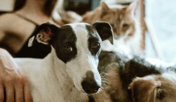 Cute white dog with dark brown ears, nose and eyes