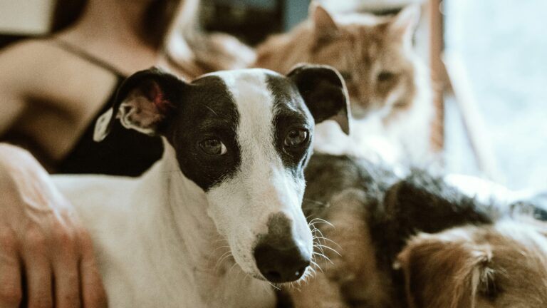 Cute white dog with dark brown ears, nose and eyes