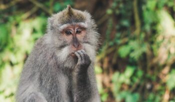 Monkey holding head in hand in the Monkey Forest, Bali