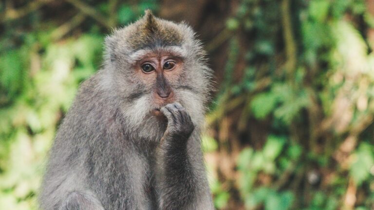 Monkey holding head in hand in the Monkey Forest, Bali