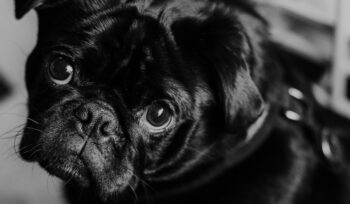 Black Pug dog looking sad