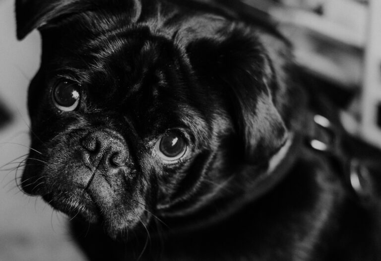 Black Pug dog looking sad